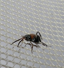 Evaniella semaeoda