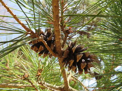 Pinus densiflora