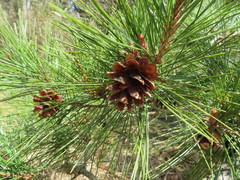 Pinus densiflora