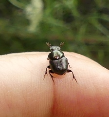Onthophagus orpheus