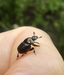 Onthophagus orpheus