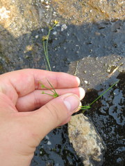 Juncus diffusissimus