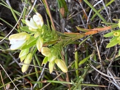 Polygala bracteolata