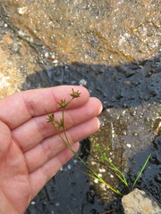 Juncus diffusissimus