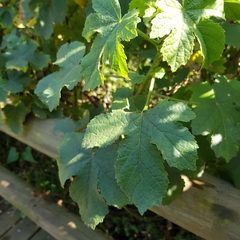 Hibiscus diversifolius
