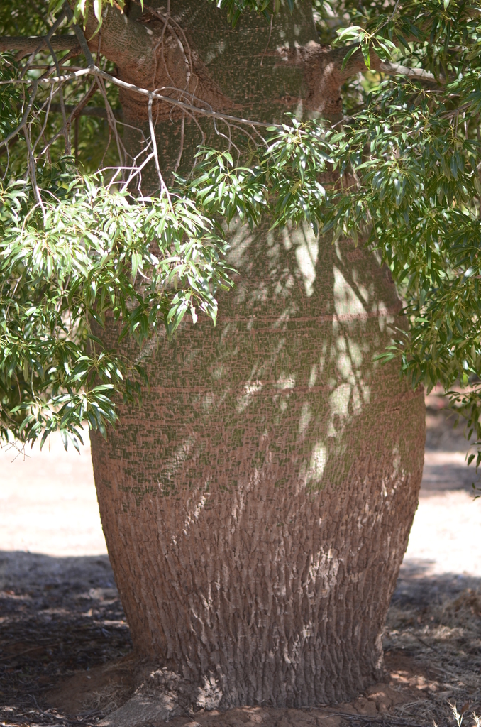 Brachychiton Rupestris QLD Bottle Tree - Landscaping Brisbane & Pool Design