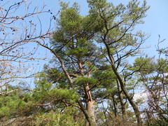 Pinus densiflora