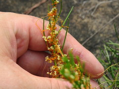 Cuscuta harperi