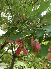 Acer tataricum