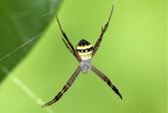 Argiope aetherea