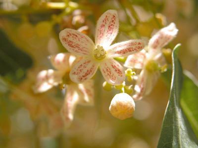 Queensland Bottle Tree (Brachychiton rupestris) · iNaturalist