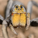 Burrowing Wolf Spiders - Photo (c) Marshal Hedin, some rights reserved (CC BY-NC-SA), uploaded by Marshal Hedin