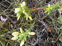 Polygala bracteolata