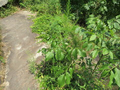 Fraxinus biltmoreana