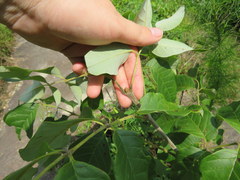 Fraxinus biltmoreana