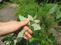 Fraxinus biltmoreana