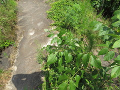 Fraxinus biltmoreana