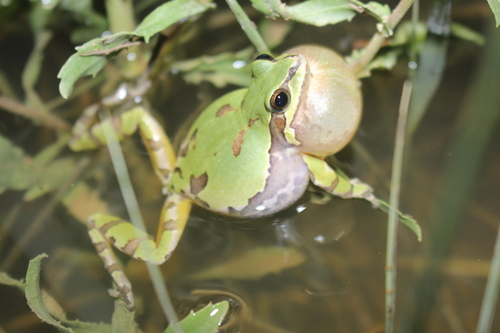 Arizona Tree Frog photographed in New Mexico