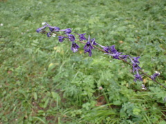 Delphinium crassifolium