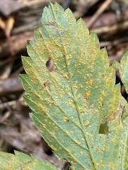 Phragmidium potentillae