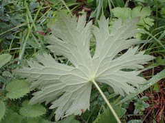 Delphinium crassifolium