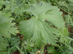 Delphinium crassifolium