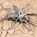 Burrowing Wolf Spiders - Photo (c) Marshal Hedin, some rights reserved (CC BY-NC-SA)