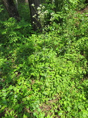 Eupatorium pilosum