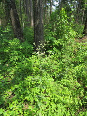 Eupatorium pilosum