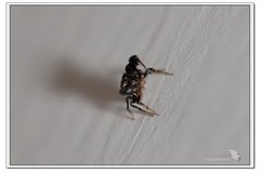 Harmochirus brachiatus