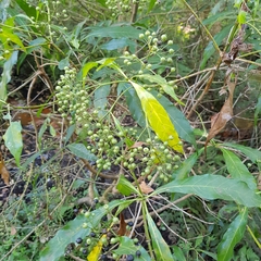 Tarenna pavettoides