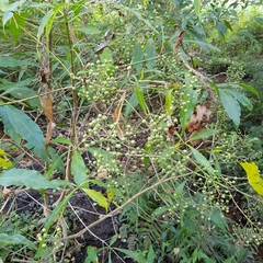 Tarenna pavettoides
