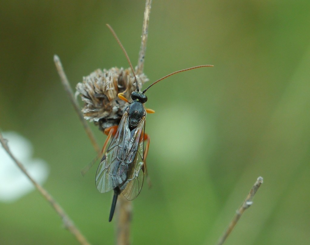 Itoplectis tunetana