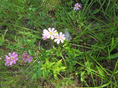 Sabatia capitata