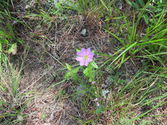 Sabatia capitata