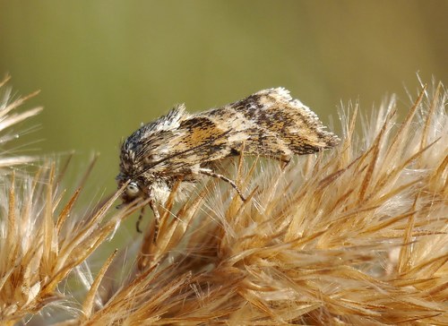Schinia cognata