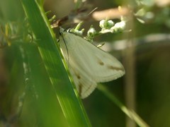 Loxostege deliblatica