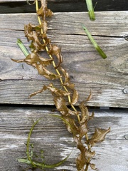Potamogeton richardsonii