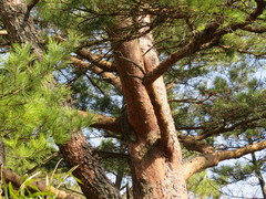 Pinus densiflora