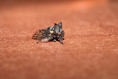 Oxyrhachis versicolor