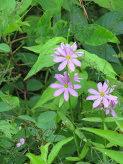 Sabatia capitata