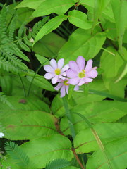 Sabatia capitata