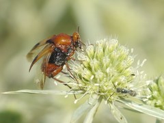 Macrosiagon bimaculata