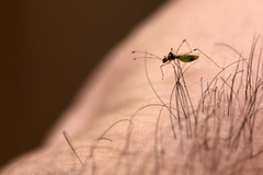 Gampsocoris punctipes