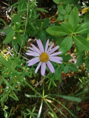 Aster alpinus