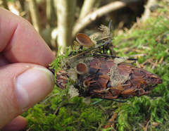 Ciboria rufofusca