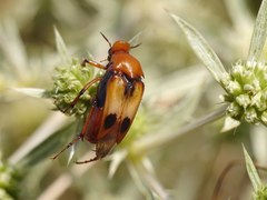 Macrosiagon bimaculata