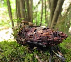 Ciboria rufofusca