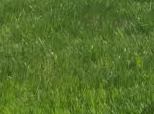 Zoysia matrella