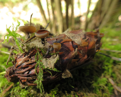 Ciboria rufofusca